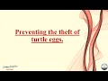 Preventing the theft of turtle eggs