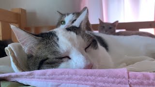 なぜか散らかった息子のベッドで寛ぐ猫