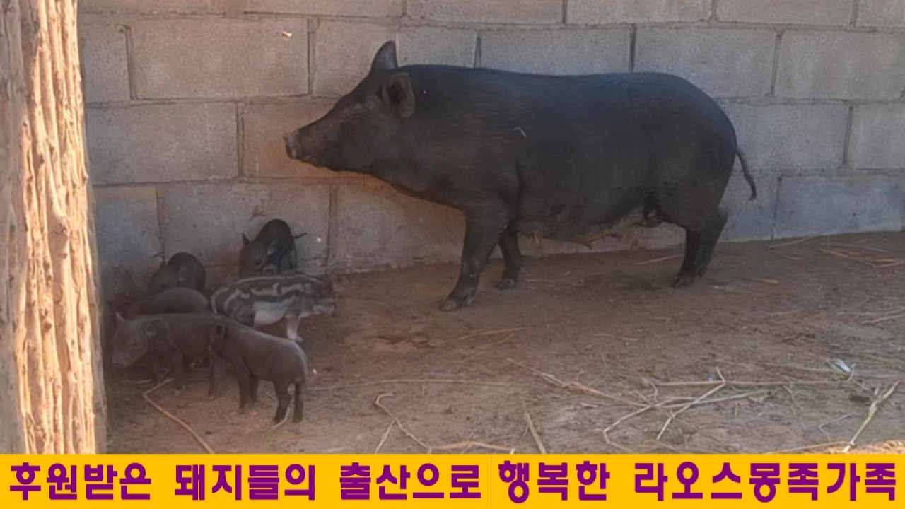 마니완마을(14):후원받은 돼지들의 출산으로 행복한 라오스 몽족가족(feat:몽족아이들의 일상)