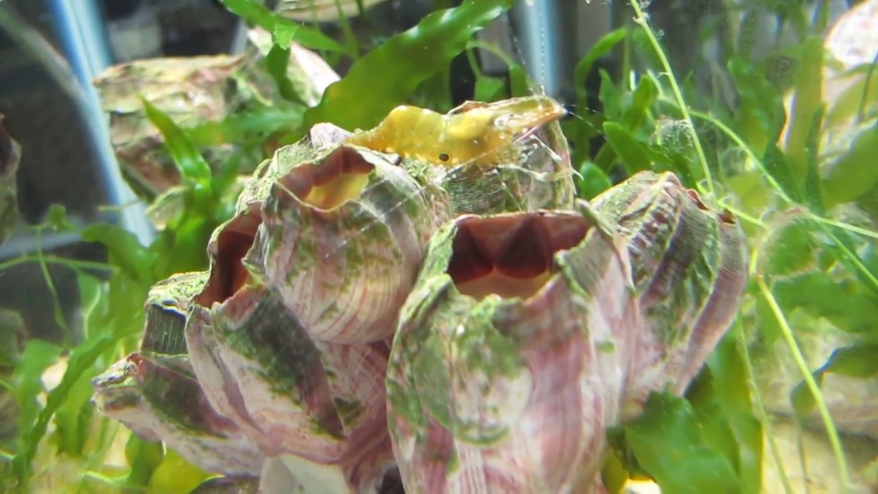 video phone beyonce mp3 Sargassum Shrimp (?)