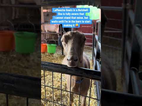 LaManchas Are Basically Just Annoying Little Siblings In Goat Form Goat