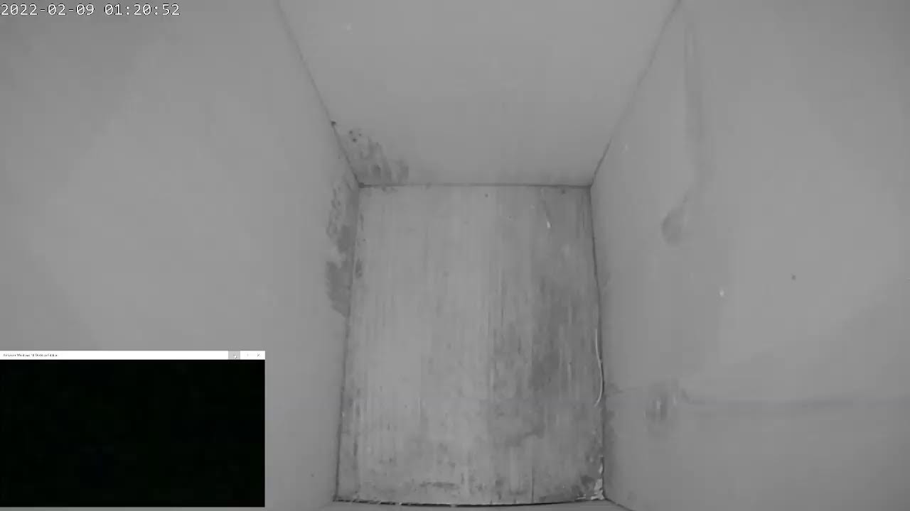 Great Tits nest cam at 60b Live Stream
