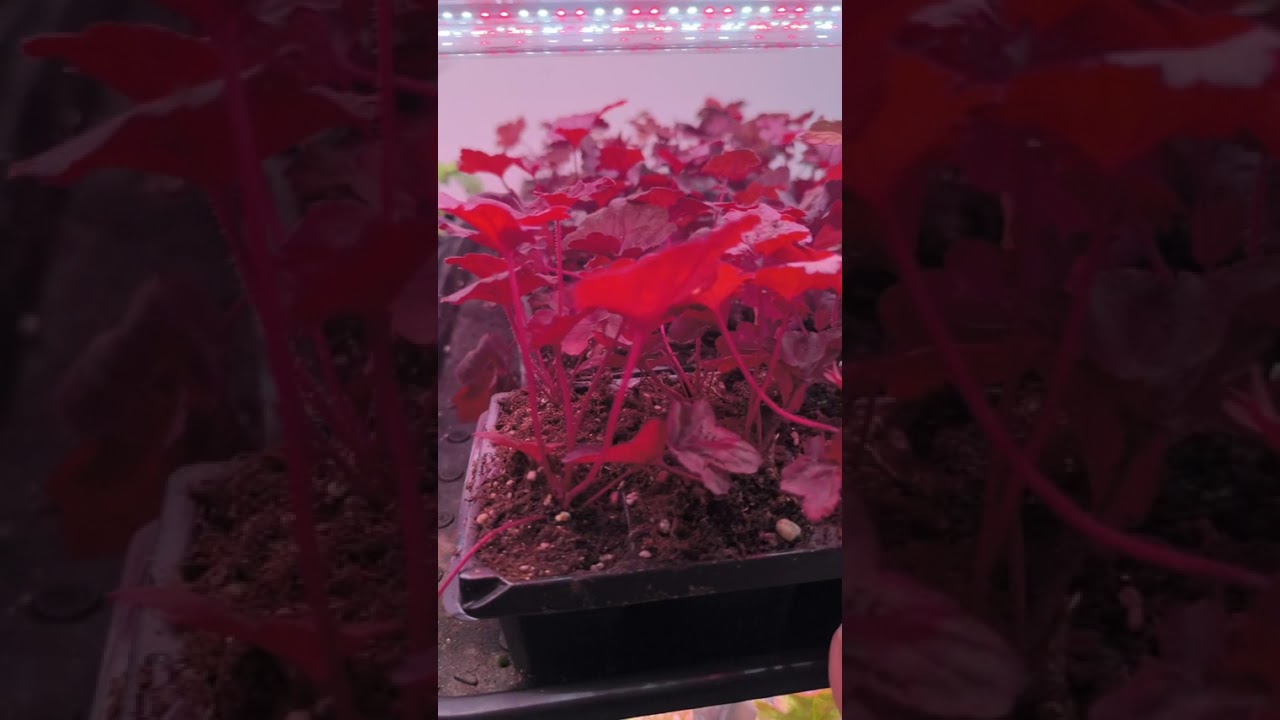 Гейхеры, которые растут для ваших заказов