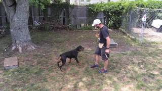"Rocky" the Rottweiler E-collar Conditioning