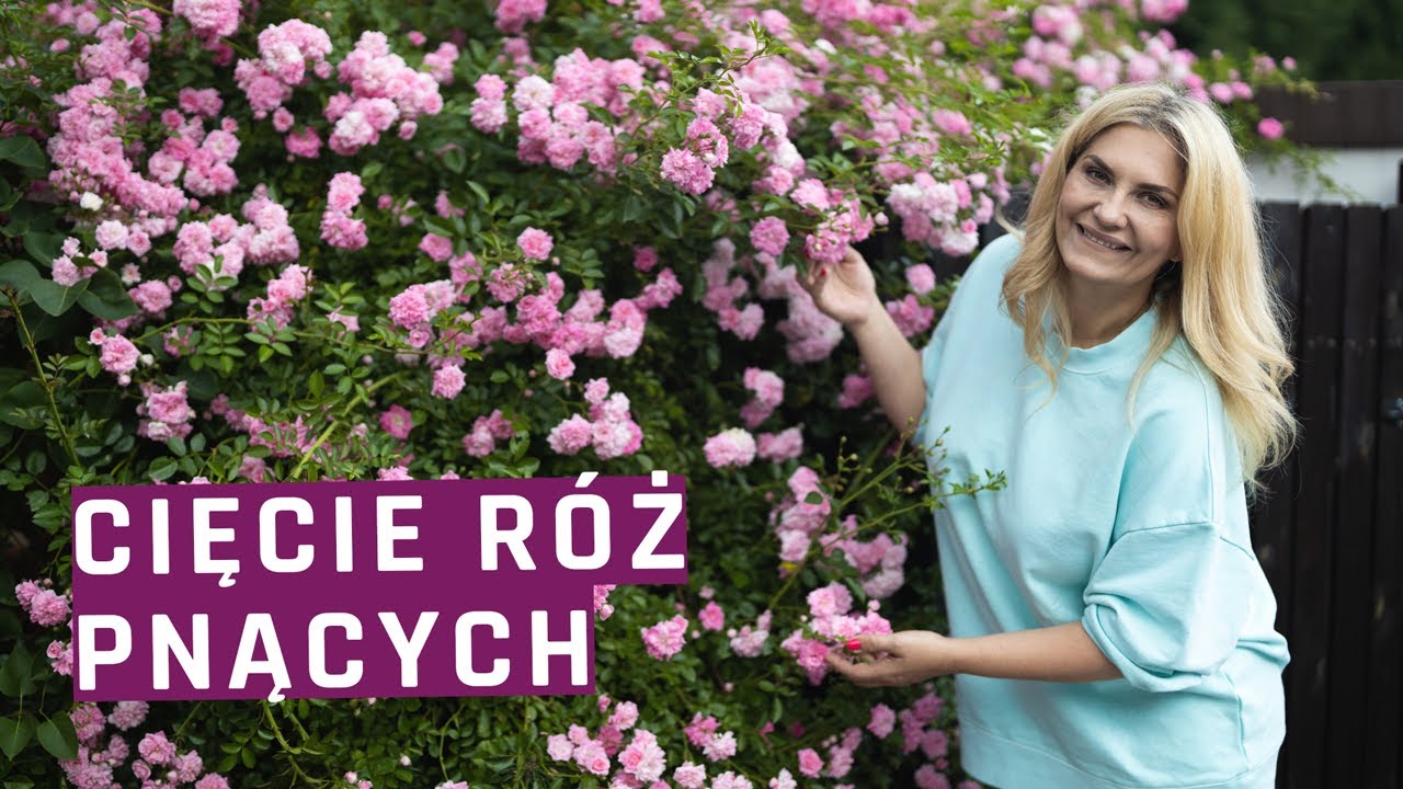 Cięcie róż pnących. Na czym polega kulkowanie róż?