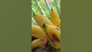 Điều gì xảy ra khi ăn chuối #cothebanchuabiet #suthatthuvi #chuối #banana #fruitviral #shorts