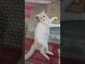 الناس اللي بتسألني على فلورا تعالوا شوفوها قطط كيوت Cute Cats Funny Cats Cat Shorts 