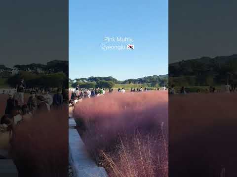 #pinkmuhly #핑크뮬리 #gyeongju