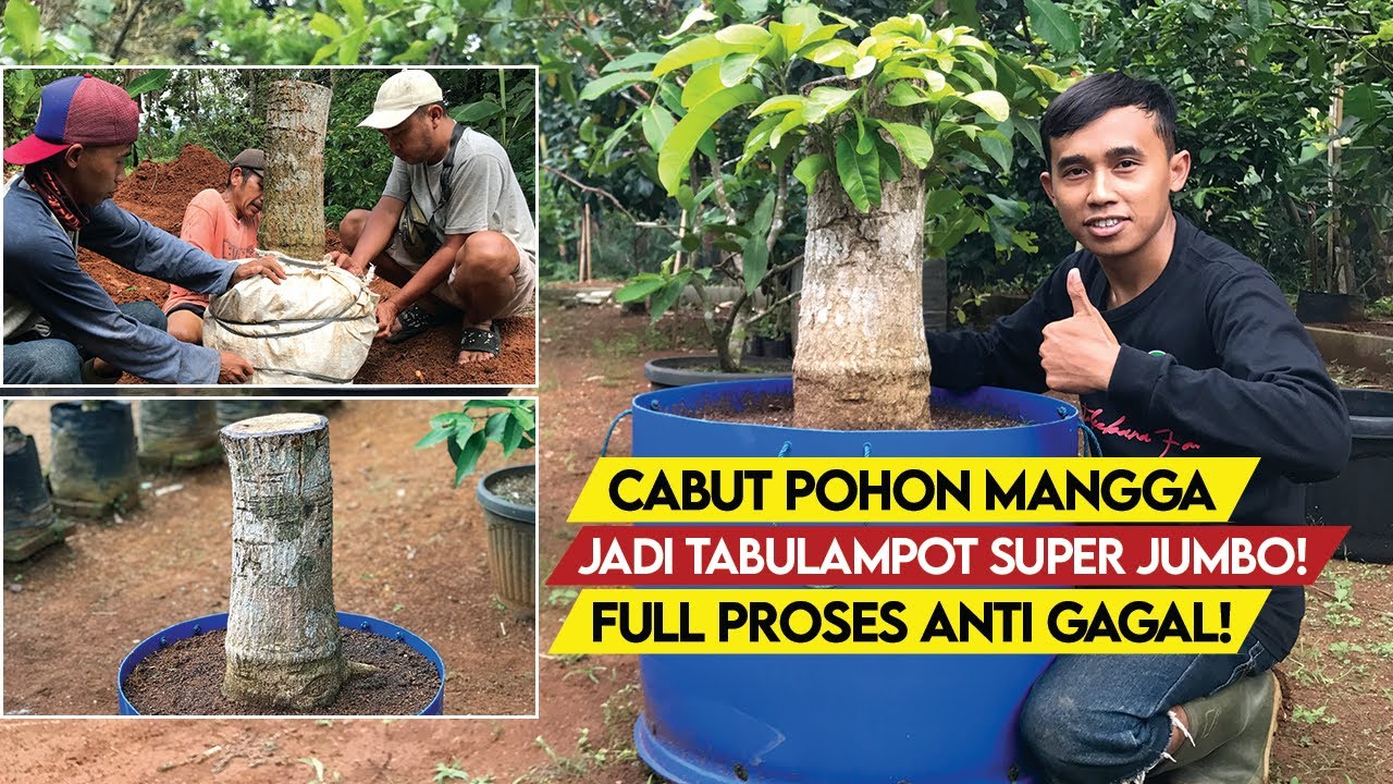 Отличный! как переместить огромное манговое дерево и посадить его в горшок