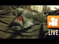 AO LIVE 📽️ (ロシアンブルー RussianBlue)