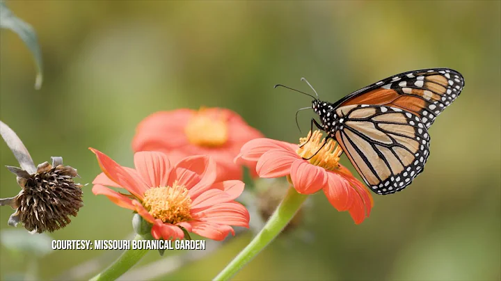 Butterfly conservation efforts in Missouri as butterflies decline by 22% in 2 decades across U.S.