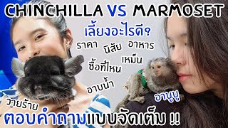 ชินชิลล่า VS ลิงมาโมเสท ! เลี้ยงอะไรดี ? เจาะลึก !