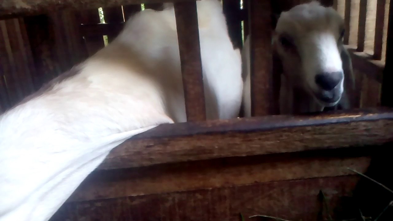 Ternak Kambing Modern Malang 