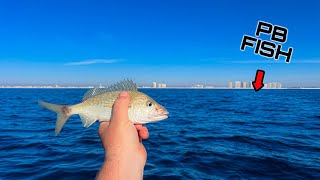 I Tossed THIS LIVE BAIT a Mile Offshore and INSTANTLY Hooked the BIGGEST One I've Ever Seen