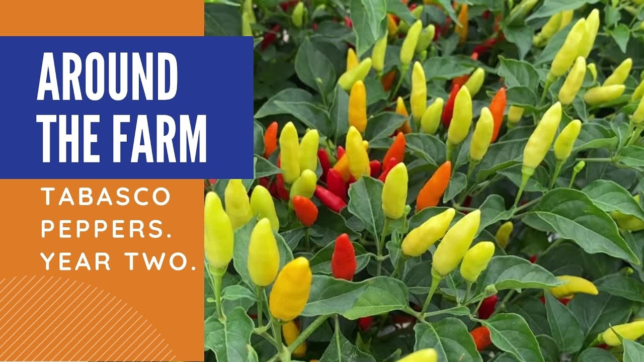 BMP Tabasco Pepper Project: Year 2 - YouTube