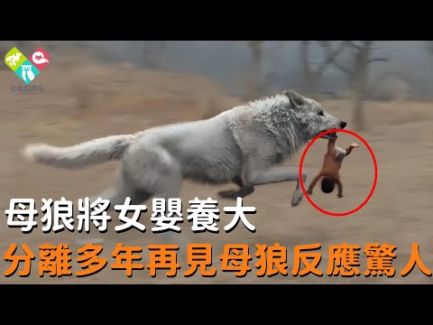 母狼將女嬰餵養長大後分離，時隔多年再次相見，母狼的反應震驚所有人！#狼 #真實故事 #感動 #淚目 #報恩 #救助 #心靈飼養員