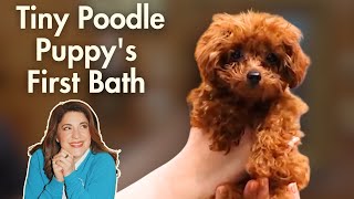 The World's Tiniest Poodle Puppy's First Bath