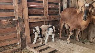 #nigeriandwarfgoats #Baby #twins  Nigerian Dwarf goats by Mark J. 1,076 views 3 months ago 3 minutes, 10 seconds