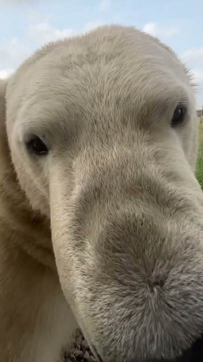 Hand feeding polar bears