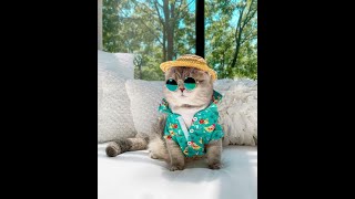 so cute little baby cats video