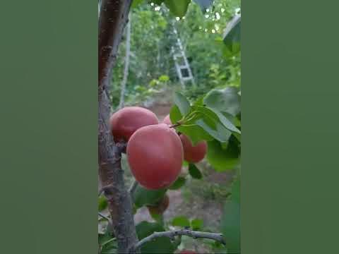 Ранний абрикоса Красного цвета сорт Рубиста - YouTube