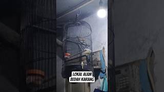 Download Lagu Perkutut lokal alam bedah karang MP3