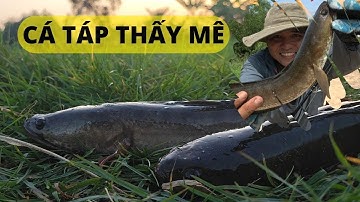 CÂU CÁ LÓC : CÁ ƠI LÀ CÁ, MÀY TÁP MỒI PHÊ QUÁ #caucaloc #recaloc #5râuđivàcâu #fishing