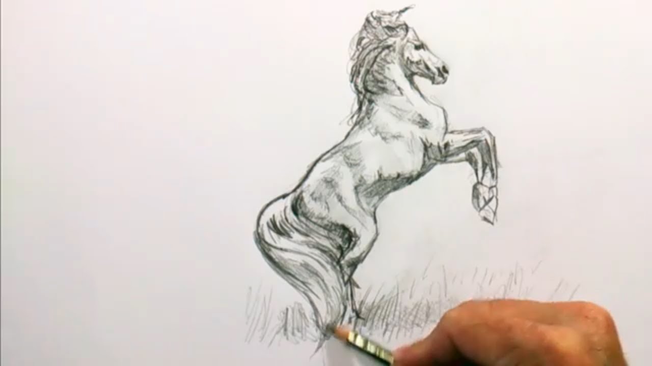 Cartoon Watching How To Draw A Relsstic Sketch Of Horse with simple drawing