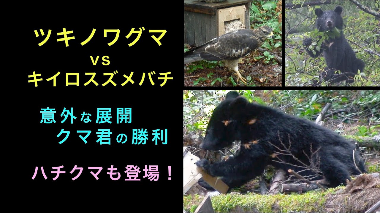 ツキノワグマ vs キイロスズメバチ　意外な展開　クマ君の勝利　ハチクマも登場