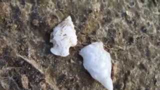 White Arrowheads & The Bear! ~ 174  Artifact Find! JUNE 2014
