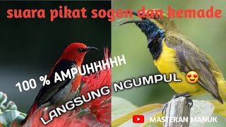 JAMIN PADA NGUMPUL SOGON DAN BURUNG KEMADE/CABEAN !! Suara pikat burung sogon dan burung cabean