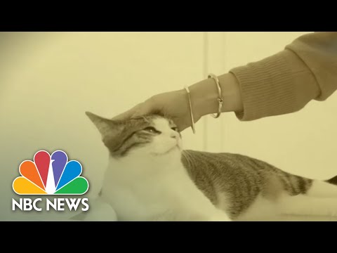 Good News Nbc New York