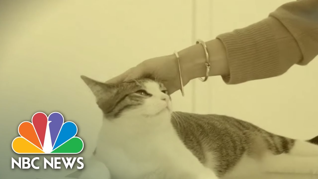 Two Cats Test Positive For Coronavirus: How To Keep Your Pets Safe | NBC Nightly News