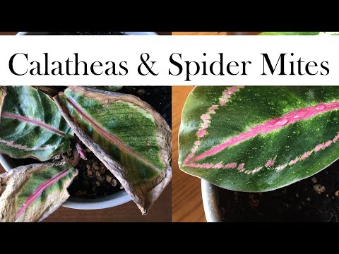 Calatheas and Spider Mites | Part I