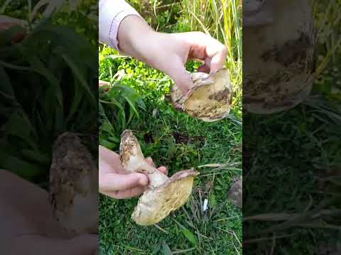 هل هذا الفطر صالح للأكل