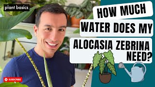 How much water does my Alocasia Zebrina need? | Ep1 Alocasia Zebrina FAQ  Series