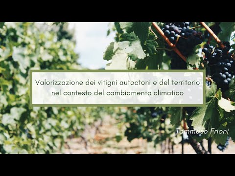 Video: Uva ad arco: descrizione varietale, coltivazione e cura