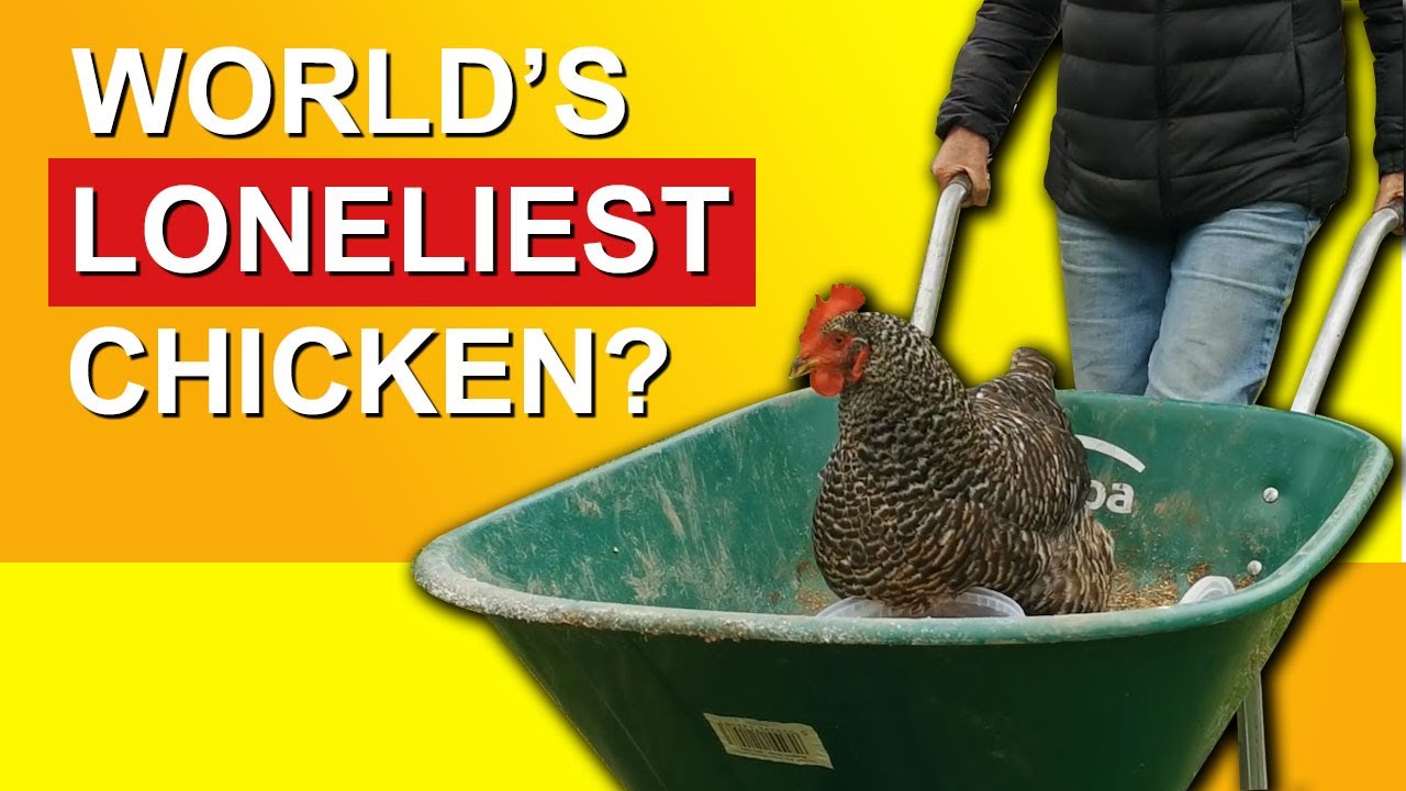 Finding friends for our lonely chicken | Heartwarming animal rescue story