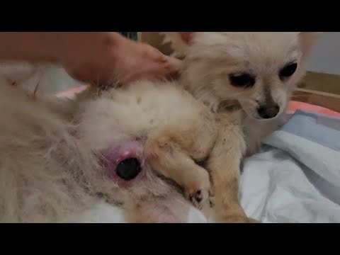 Köpek doğum anı: Pomeranian Boo köpek doğurması izle doğuruyor
