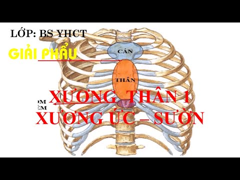 GIẢI PHẨU BUỔI 2 BÀI XƯƠNG THÂN 1   XƯƠNG ỨC   XƯƠNG SƯỜN