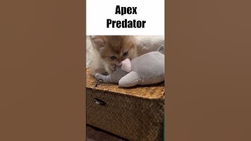 Apex Predator #shorts #cat #kitten