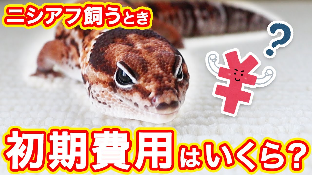 ニシアフリカトカゲモドキ飼育の初期費用っていくらかかるの？ - YouTube