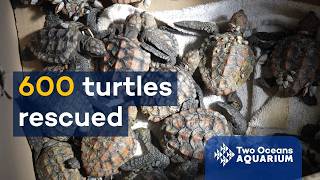 This World Turtle Day, we’re looking back on the record-breaking turtle stranding season of 2024! 🐢