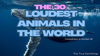 Top 30 Loudest Animals in the World