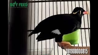 BURUNG BEO GACOR, COCOK UNTUK MASTERAN JAMINAN NGIKUT BICARA