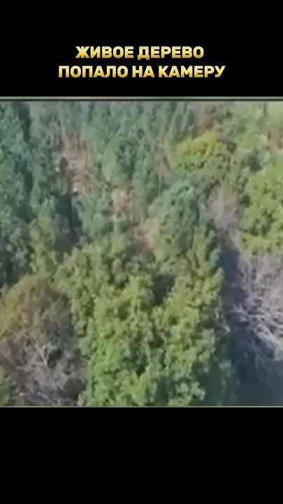 ЖИВЫЕ ДЕРЕВЬЯ 😱⁉️⁉️ - YouTube