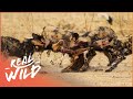 The most successful hunter in africa  wild dogs documentary  real wild