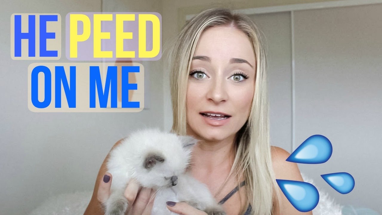 2 Ragdoll Kittens! 