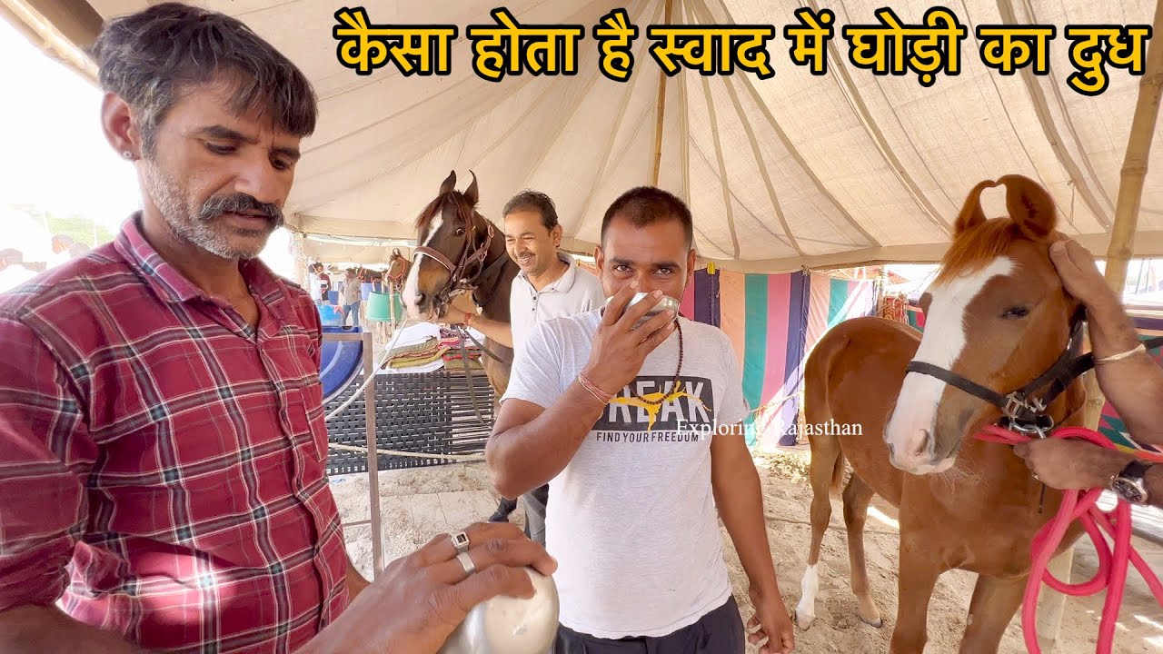 पहली बार देखा घोड़ी का दुध निकालकर पीते हुए क्या बात है ॥ Balotra Mela 2023