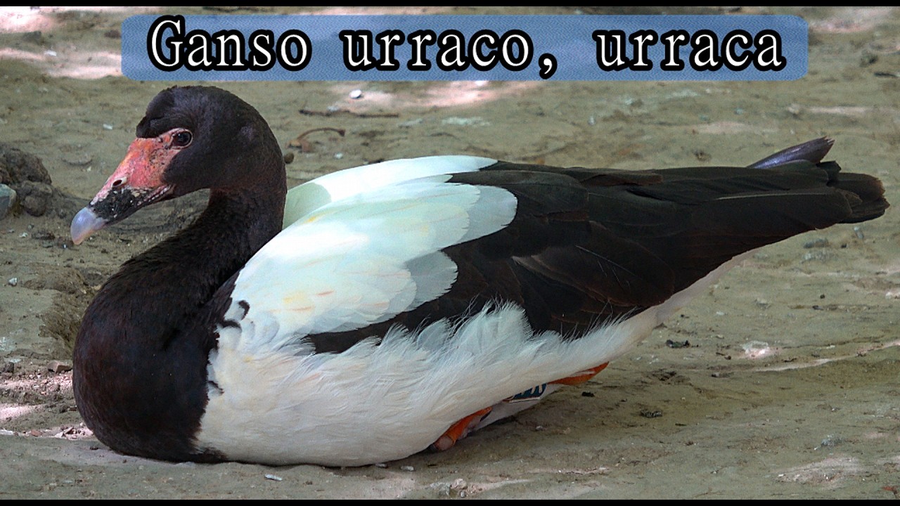 Ganso urraca ,urraco o ganso overo.